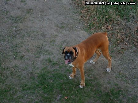 Boxer Hunde Foto 21704 in höherer Auflösung ansehen Boxer hier war sie 4,5 jahre alt (geb. 13. Mai 1999)