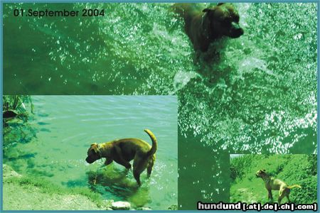 Boxer Hunde Foto 14400 Boxer Basco - Swim and Splash