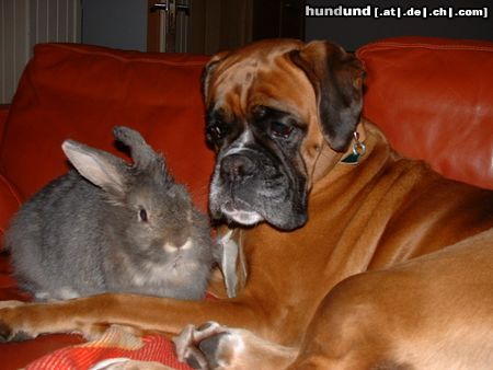 Boxer Hunde Foto 21705 in höherer Auflösung ansehen Boxer versuche das einmal mit ein Jagdhund