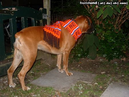 Boxer Hunde Foto 21711 in höherer Auflösung ansehen Boxer Tessa während EM-Fussball