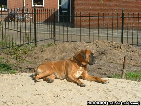 Boxer Hunde Foto 21713 in höherer Auflösung ansehen Boxer 2004 im Garten. Daten Tessa: widerristhöhe 62cm, 33kg Offizielle name des Hundes: Catja Kelindra. Der Vater von Tessa ist Larosso van Wordanis.
