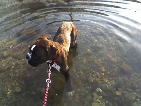 Boxer Hunde Foto 39063 in höherer Auflösung ansehen Boxer WOODY BOX DOLLY im meer