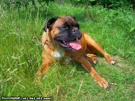 Boxer Boxer nach dem Baden im See