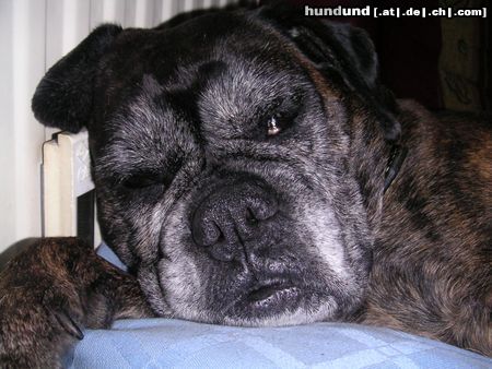Boxer auch die eleganteste boxerdame wird mal alt...na und???