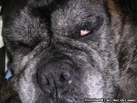 Boxer auch die eleganteste boxerdame wird mal alt...na und???