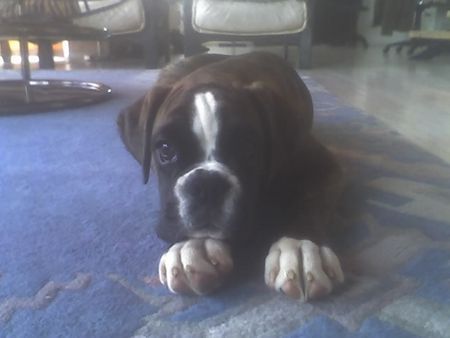 Boxer Hunde Foto 39030 in höherer Auflösung ansehen Boxer WOODY BOX DOLLY 4 monate alt