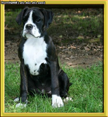 Boxer Hunde Foto 13523 Boxer Donna Mir-Fis im Alter von 4 Monaten (Farbe: dunkel-gestromt)