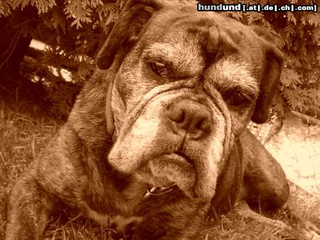Boxer Unsere 