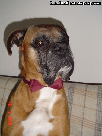 Boxer Bonny - 10 Jahre alt