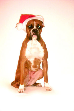 Boxer Hunde Foto 27610 in höherer Auflösung ansehen Boxer ho ho ho....der Weihnachtsmann hatte keine Chance