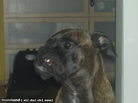 Boxer Hunde Foto 17675 Boxer unser tommy
