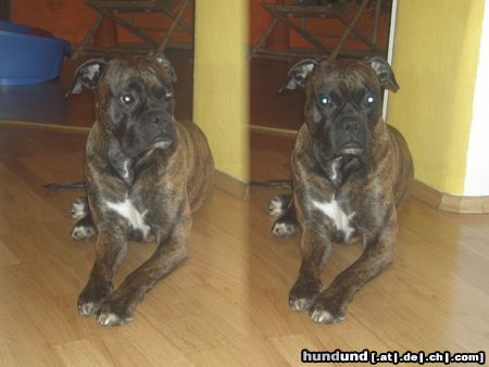 Boxer Hunde Foto 17676 Boxer unser tommy