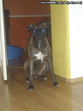 Boxer Hunde Foto 17123 Boxer tommy mein süßer