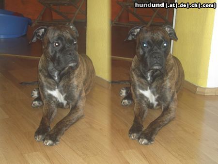 Boxer tommy mein süßer