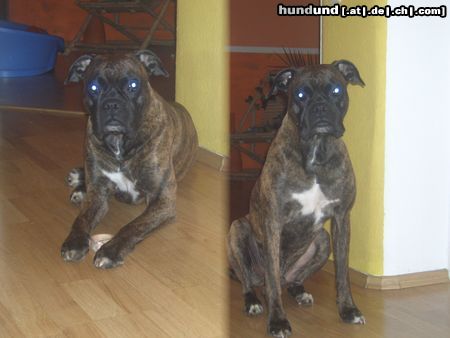 Boxer tommy mein süßer