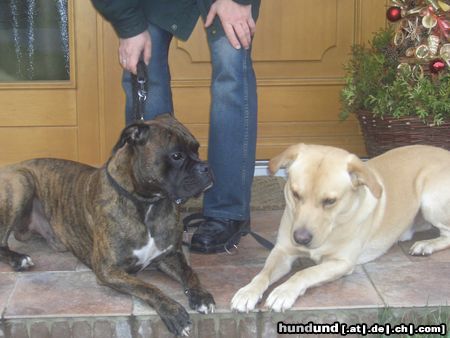Boxer Hunde Foto 21351 Boxer tommy und digger