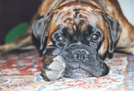 Boxer Hunde Foto 27639 in höherer Auflösung ansehen Boxer Rocky