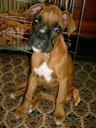 Boxer Hunde Foto 39966 in höherer Auflösung ansehen Boxer Schmuse-Hund Lennox