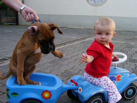 Boxer Hunde Foto 39967 in höherer Auflösung ansehen Boxer Lennox und Johanna, beide Baby