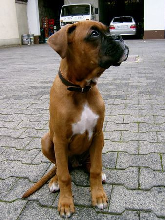 Boxer Hunde Foto 39968 in höherer Auflösung ansehen Boxer Lennox, unser Ein und Alles