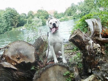 Boxer Hunde Foto 39410 in höherer Auflösung ansehen Boxer mein Butch ein weißer Boxer