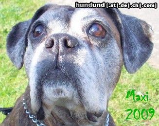Boxer Hunde Foto 44439 in höherer Auflösung ansehen Boxer Boxerhündin Maxi im Alter von fast 12 Jahren