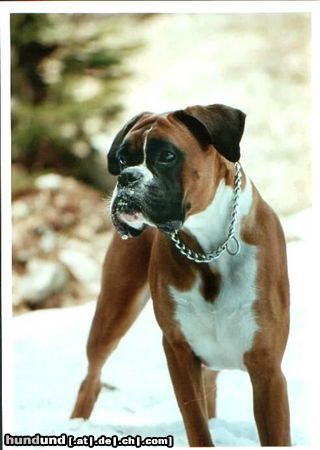 Boxer Asia vom Dilltal