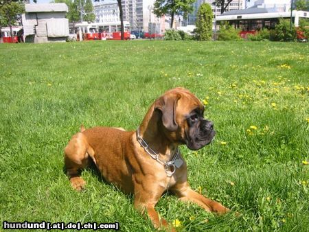 Boxer Hunde Foto 19583 Boxer Alena von Silenzio