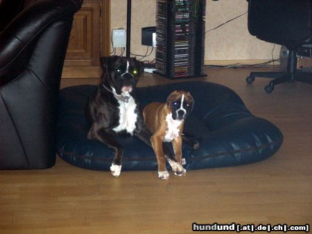 Boxer Hunde Foto 26195 Boxer Keanu vom Silberhorn und Angelina du Close de Matisar