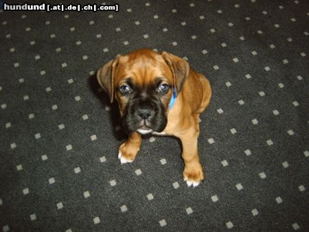 Boxer Hunde Foto 12080 Boxer
