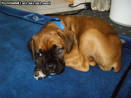 Boxer Hunde Foto 12108 Boxer Das ist unser neues Familienmitglied Felix