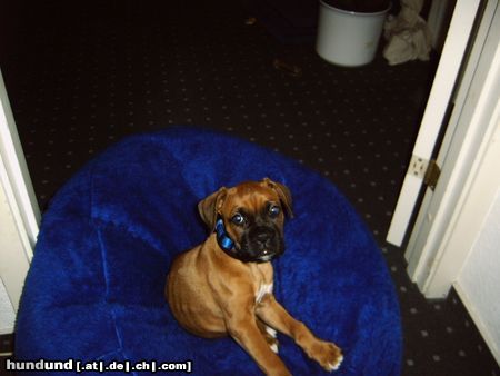 Boxer Hunde Foto 13491 Boxer