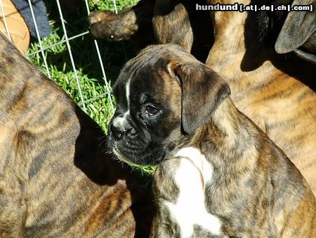 Boxer Hunde Foto 9102 Boxer V: Lucky Luciano de Cinco Rosas M: Olimpia del Maschio Angioino