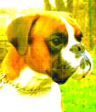 Boxer Hunde Foto 33822 Boxer Apoll