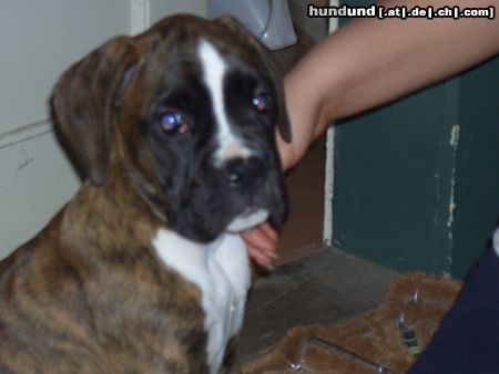 Boxer Hunde Foto 16574 in höherer Auflösung ansehen Boxer Hier das erste Bild von der Ankunft bei uns zu Hause von unserm süssen Youcon vom Erlenhain--> von uns aber Apollo genannt