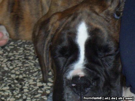 Boxer Hunde Foto 16575 in höherer Auflösung ansehen Boxer Hier das zweit Bild eine Mminute später total geschafft von der Fahrt und nur noch schlafen wollend. Youcon vom Erlenhain--> von uns aber Apollo genannt