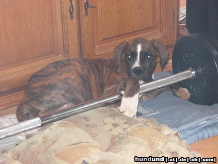 Boxer Hier ca 7Wochen später bei seinen Kraftübungen.  Youcon vom Erlenhain--> von uns aber Apollo genannt