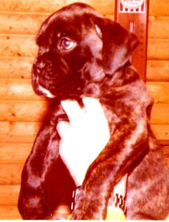 Boxer Boxerwelpe