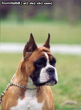 Boxer Hunde Foto 10972 Boxer CH. VOILA Box-Star