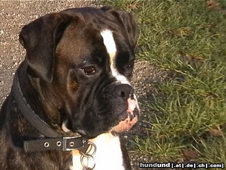 Boxer Hunde Foto 12019 Boxer