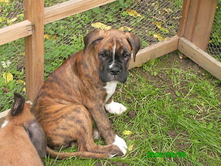 Boxer Hunde Foto 34235 Boxer jetzt bin ich schon grösser als ihr!!!!