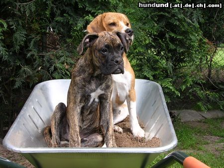 Boxer Hunde Foto 16131 Boxer hey ho hey ho, mein freund und ich sind froh!!!