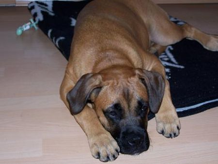 Boxer Hunde Foto 42849 Boxer Babsy