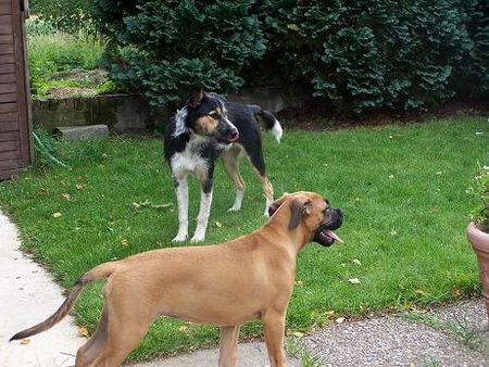 Boxer Hunde Foto 42854 Boxer Babsy20Wochen