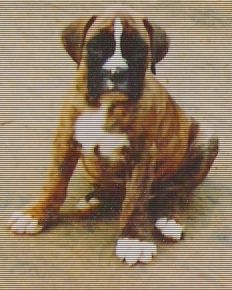 Boxer Hunde Foto 33920 Boxer Boxerwelpe