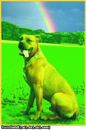 Boxer Hunde Foto 15541 Boxer Basco - Somewhere over the Rainbow
