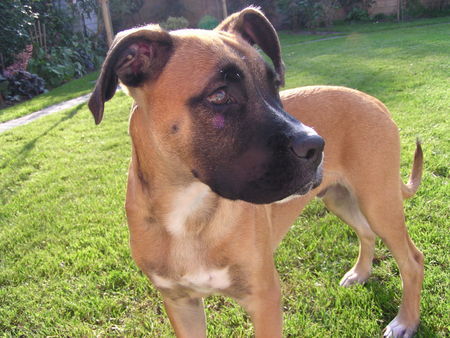 Boxer Hunde Foto 34973 Boxer