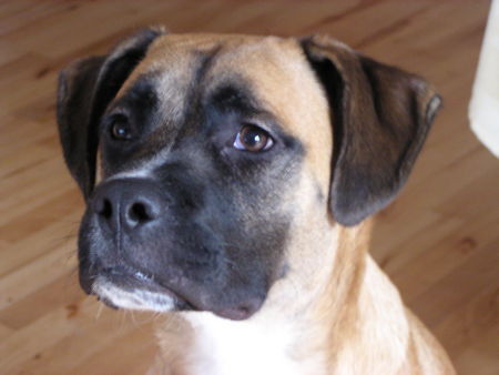 Boxer Hunde Foto 31621 Boxer
