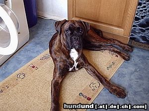 Boxer Hunde Foto 12074 Boxer Jack
