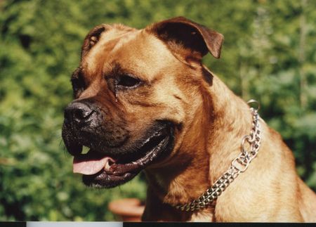 Boxer Hunde Foto 35976 Boxer Tequila (Quicksilver)